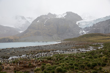 penguin in the arctic