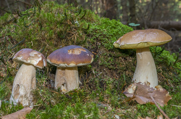 mushrooms - Boletus edulis in a forest close up