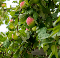red apples on a tree