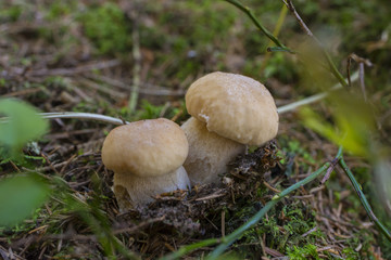 mushrooms - Boletus edulis in a forest close up