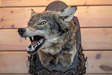 Head of the stuffed wolf on a wooden wall. Bared mouth. © Konstantin