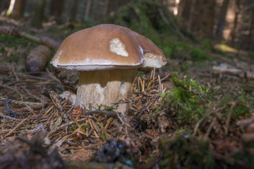 mushrooms - Boletus edulis in a forest close up