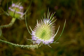 The Wild Teasel, or Dipsacus fullonum,  found on the banks of the River Stort by Old Harlow in Essex