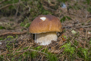 mushrooms - Boletus edulis in a forest close up