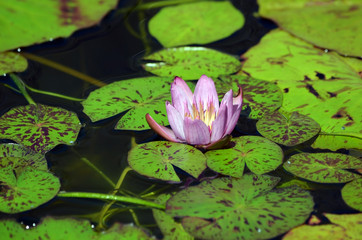 Closeup of a lotus blossom in a lily pad pond