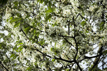 spring flowers on tree