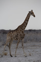 Obraz na płótnie Canvas giraffe in africa looking for food