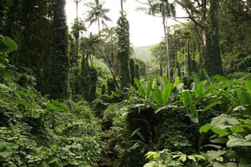 Rain Forest