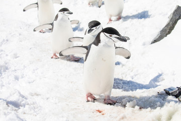 penguin in the arctic