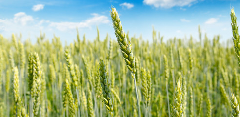 Field with ripe ears of wheat and blue cloudy sky. Shallow depth of field. Focus on the front ears. Wide photo.