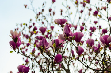 Awakening of a nature