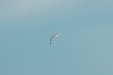 Sea gull in the blue sky