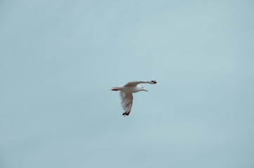 Sea gull flying in the blue sky