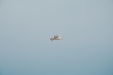 Sea gull flying in the sky