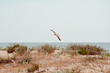 Flying seagull at the summer seaside
