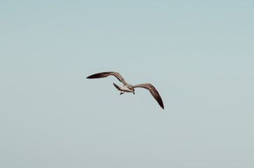 Flap of the seagull's wings