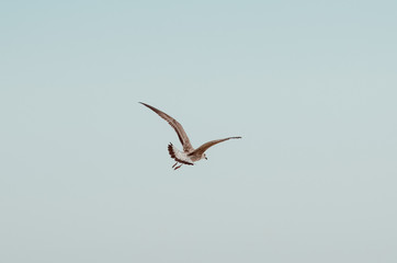 Flap of the seagull's wings in the blue sky