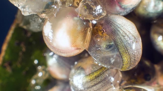 Hatching tadpole of the Ecuadorian Monkey Frog (Phyllomedusa ecuatoriana)  in the egg mass on day 18. The tadpole will land in a pool where it will complete its development.