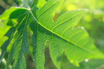 Green papaya leaves morning light morning in Phuket Thailand
