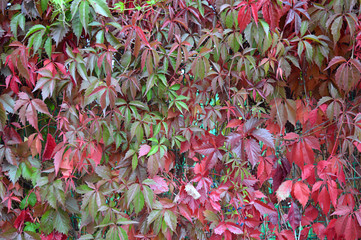 beautiful background of autumn leaves in the garden on the hedge