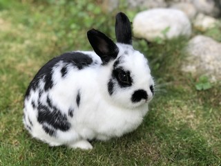 Fototapeta premium Hase