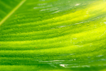 Banana leaf background in bright green morning in Phuket Thailand