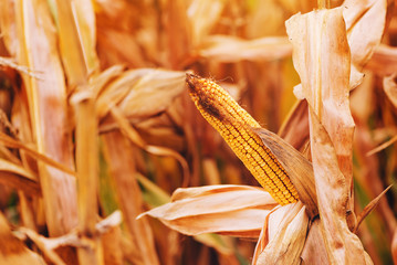 Ripe corn on the cob