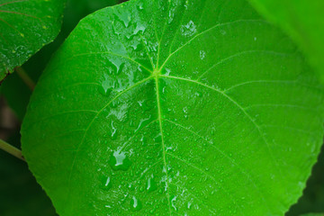 Backgrounds, leaves, green, clear, fresh morning.