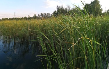 Obraz premium Schilfgras am Ufer eines Sees wiegt sich im Wind im Sonnenlicht
