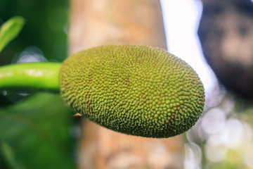 Jackfruit On the tree and young in phuket Thailand, Jackfruits Artocarpus heterophyllus