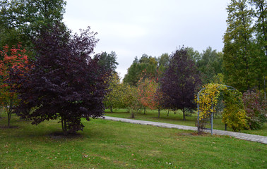 autumn landscape design with expensive garden with red yellow trees
