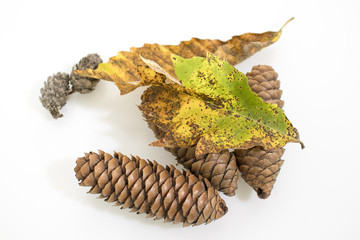 Autumn composition, pine cones and dried leaves isolated in a white background