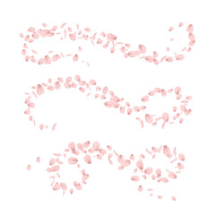 card with beautiful pink plum petals, vector, illustration 