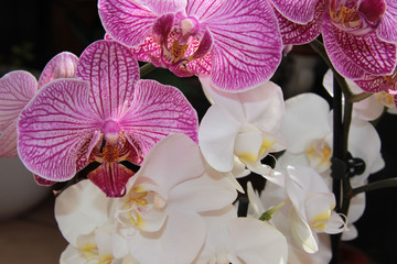 Phalaenopsis