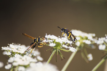 Detailed wasps on a white flower during spring