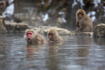 Naklejka premium macaque monkey in a bath in japan
