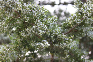 Spring