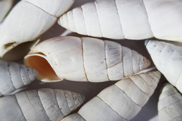 Fototapeta premium Ground terrestrial mollusk Brephulopsis cylindrica - a kind of pulmonary earth snails of the genus Brephulopsis of the Enidae family. These empty shells found in the Crimea