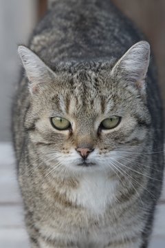 Hauskatze close-up