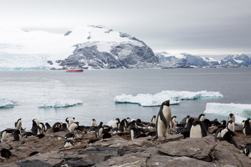 penguin in the arctic