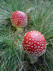 Zwei Fliegenpilze - two fly agarics