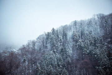Fototapeta na wymiar Frozen forest in early winter