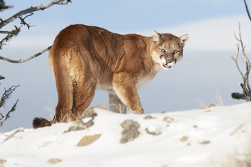 Fototapeta na wymiar Growling Cougar in Winter