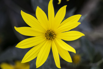 helianthus tuberosus