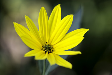 helianthus tuberosus