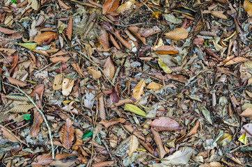 leaves on ground in forest.