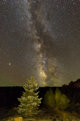 Milky way with pine