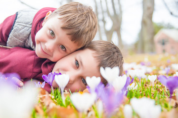 Fototapeta premium children admire the blossoming crocuses. Two cute boys cuddling on the flower meadow 