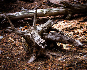 stump of a tree