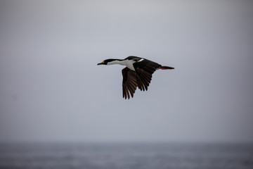 Fototapeta na wymiar antarctic bird is looking for food